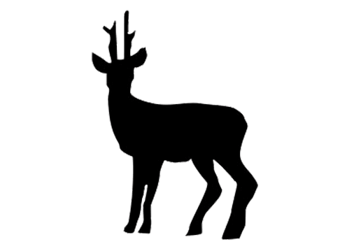 Roe Deer Image