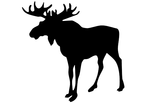 Wild Elk