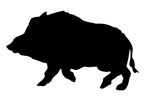 Wild Boar